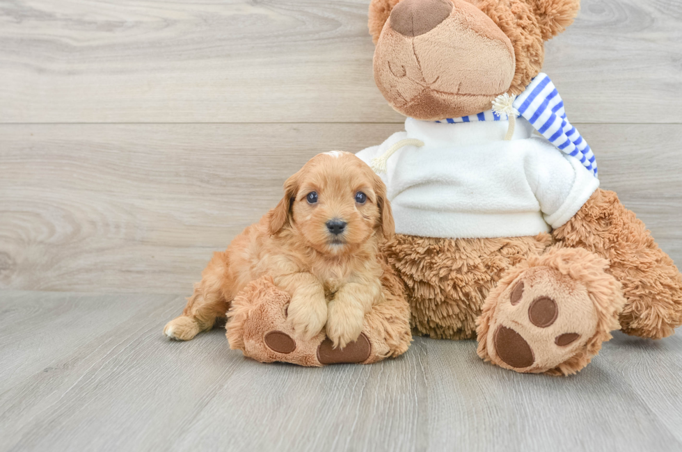 7 week old Cavapoo Puppy For Sale - Lone Star Pups