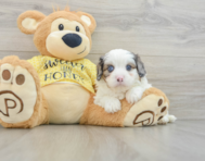 6 week old Cavapoo Puppy For Sale - Lone Star Pups