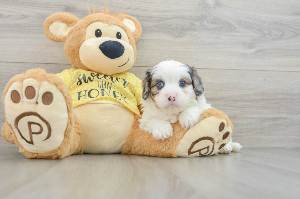 6 week old Cavapoo Puppy For Sale - Lone Star Pups