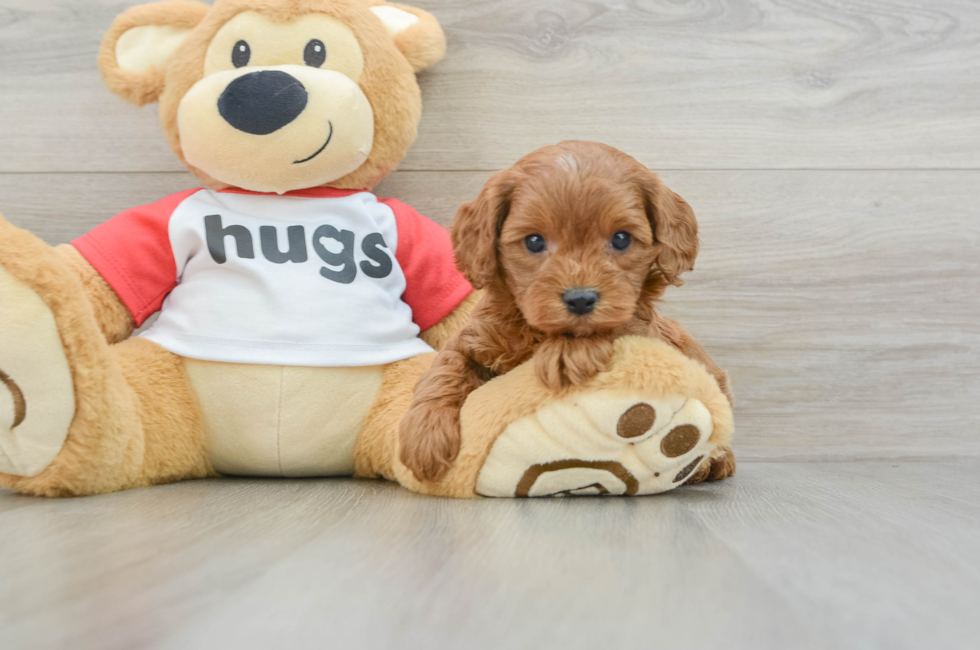 5 week old Cavapoo Puppy For Sale - Lone Star Pups