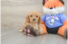 Best Cavapoo Baby