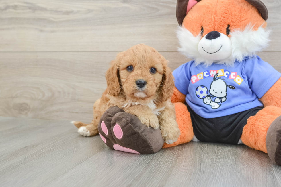 6 week old Cavapoo Puppy For Sale - Lone Star Pups