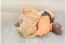 Little Cavipoo Poodle Mix Puppy
