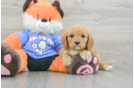 Cavapoo Puppy for Adoption