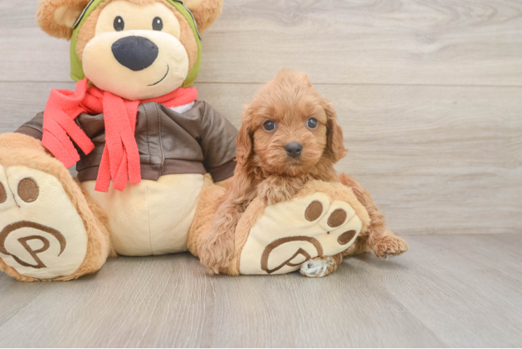 Cavapoo Puppy for Adoption