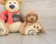 7 week old Cavapoo Puppy For Sale - Lone Star Pups