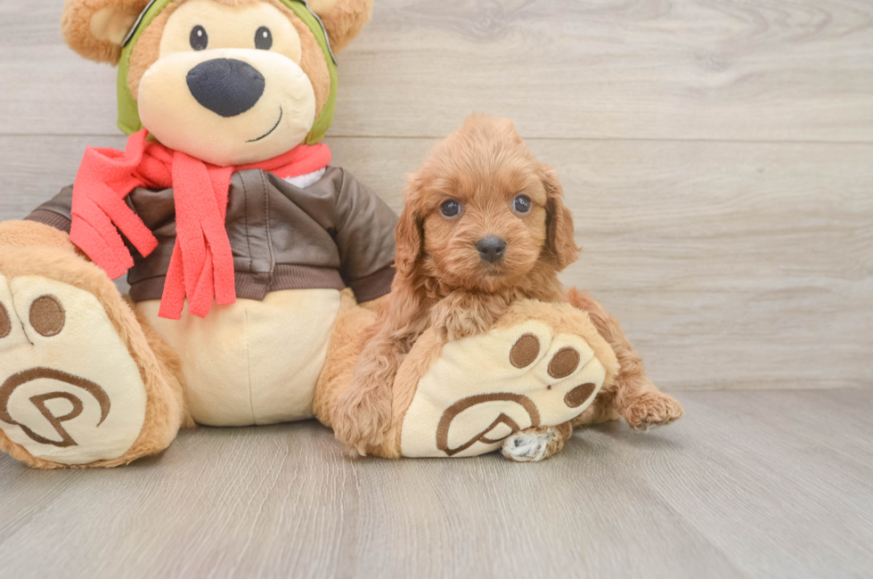 5 week old Cavapoo Puppy For Sale - Lone Star Pups