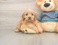 9 week old Cavapoo Puppy For Sale - Lone Star Pups