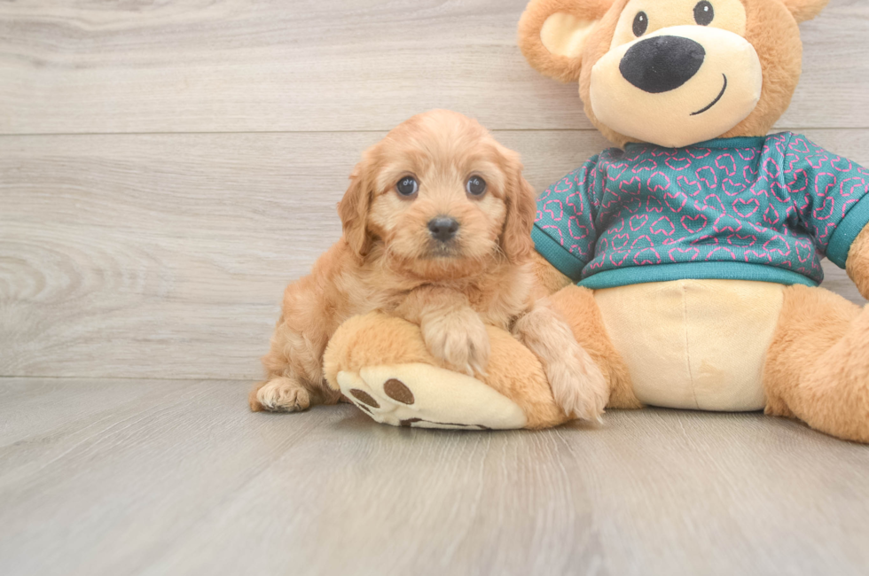 9 week old Cavapoo Puppy For Sale - Lone Star Pups