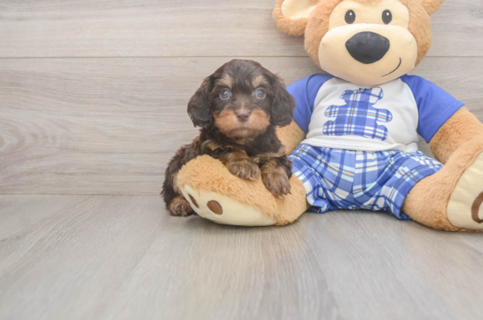 5 week old Cavapoo Puppy For Sale - Lone Star Pups Best Cavapoo Baby