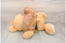 Friendly Cavapoo Baby