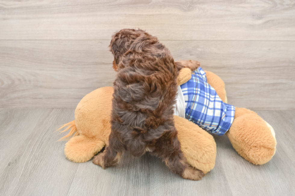 Cavapoo Puppy for Adoption