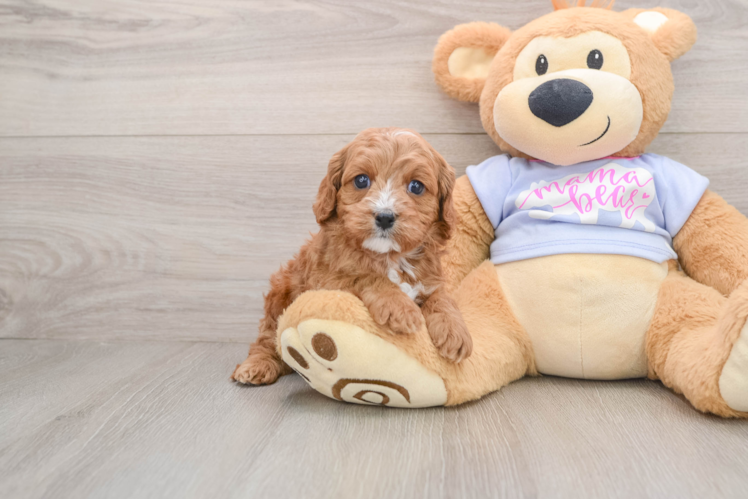 Cavapoo Pup Being Cute