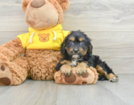 9 week old Cavapoo Puppy For Sale - Lone Star Pups