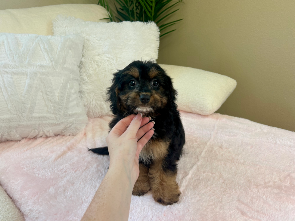 Cavapoo Puppy for Adoption