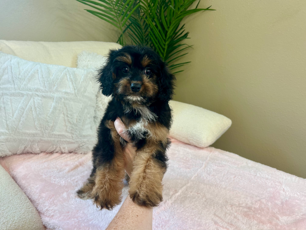 Cute Cavapoo Baby