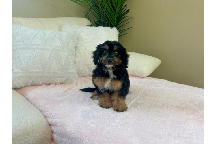 Cute Cavapoo Poodle Mix Pup