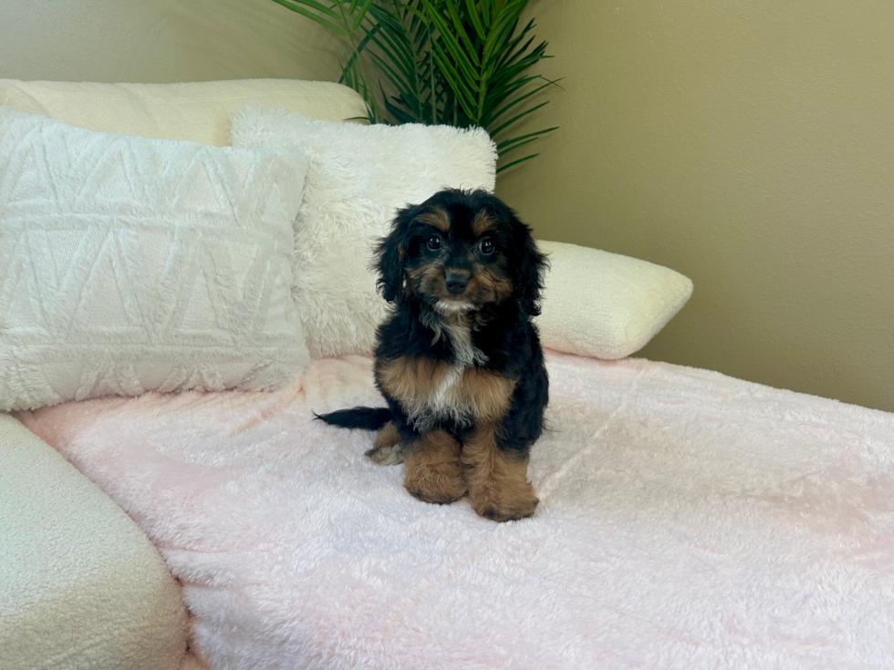 Cute Cavapoo Poodle Mix Pup