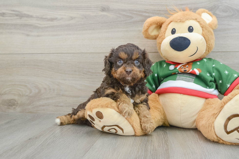 Cavapoo Puppy for Adoption