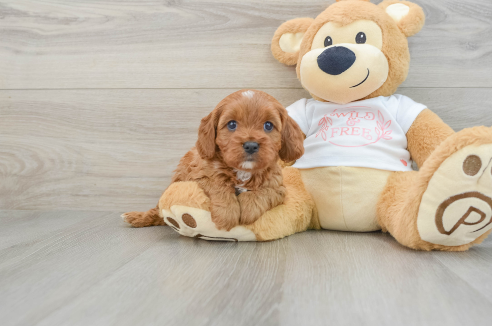 5 week old Cavapoo Puppy For Sale - Lone Star Pups