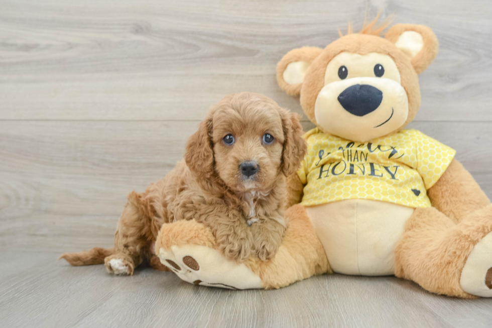 Cavapoo Pup Being Cute