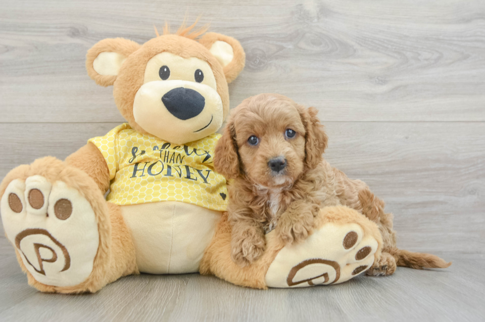 6 week old Cavapoo Puppy For Sale - Lone Star Pups