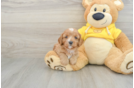 Cavapoo Puppy for Adoption