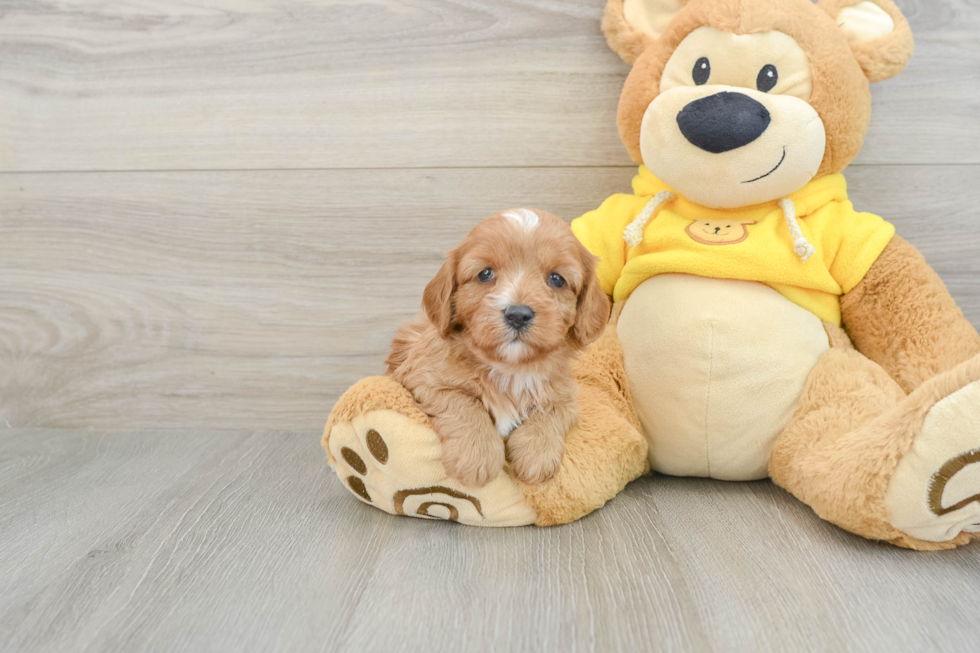 Cavapoo Puppy for Adoption