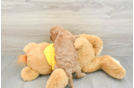 Smart Cavapoo Poodle Mix Pup