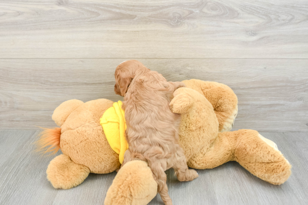 Smart Cavapoo Poodle Mix Pup