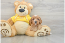 Cavapoo Pup Being Cute
