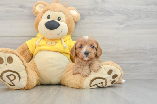 Cavapoo Pup Being Cute