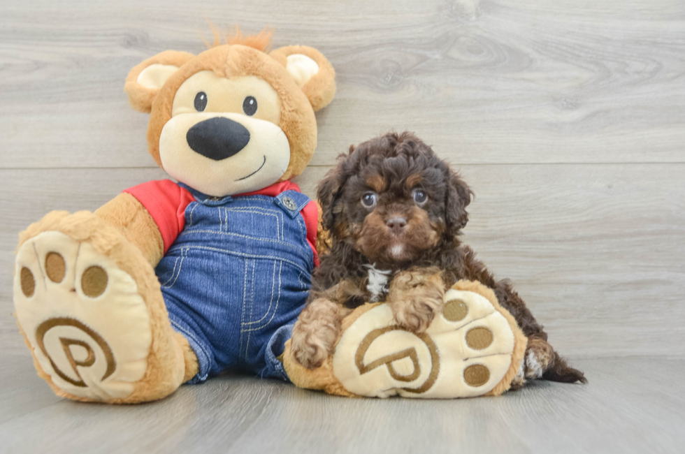 6 week old Cavapoo Puppy For Sale - Lone Star Pups
