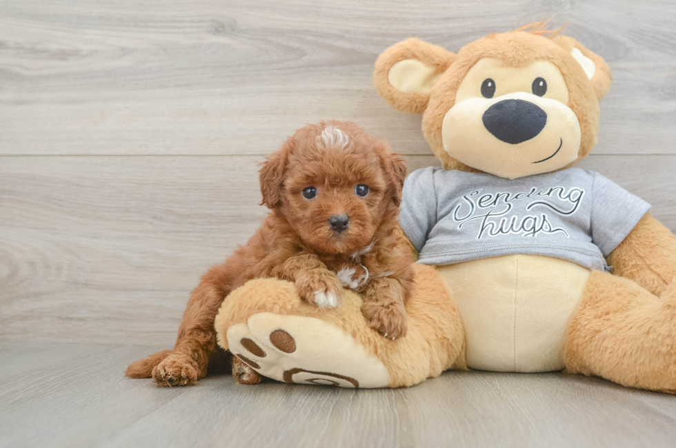 5 week old Cavapoo Puppy For Sale - Lone Star Pups