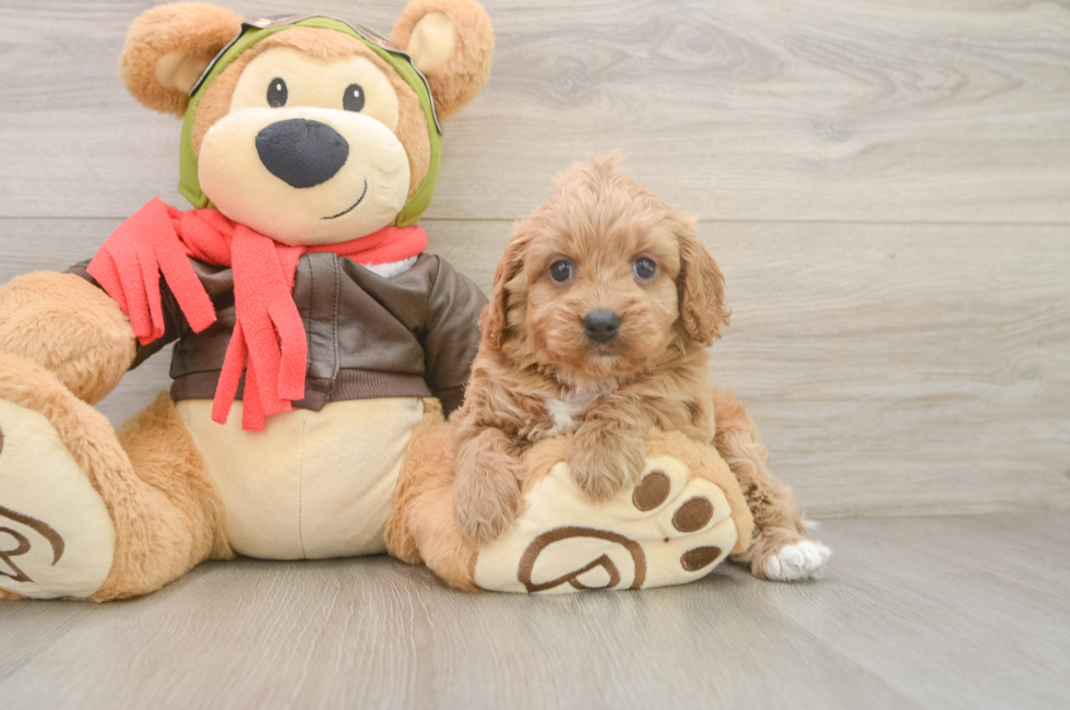 5 week old Cavapoo Puppy For Sale - Lone Star Pups