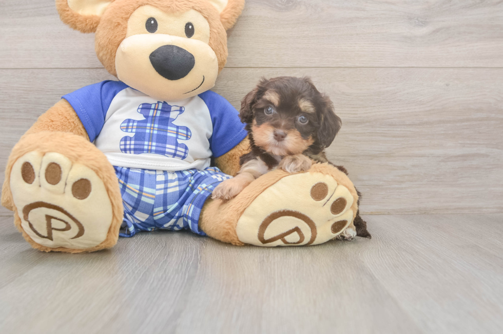 5 week old Cavapoo Puppy For Sale - Lone Star Pups