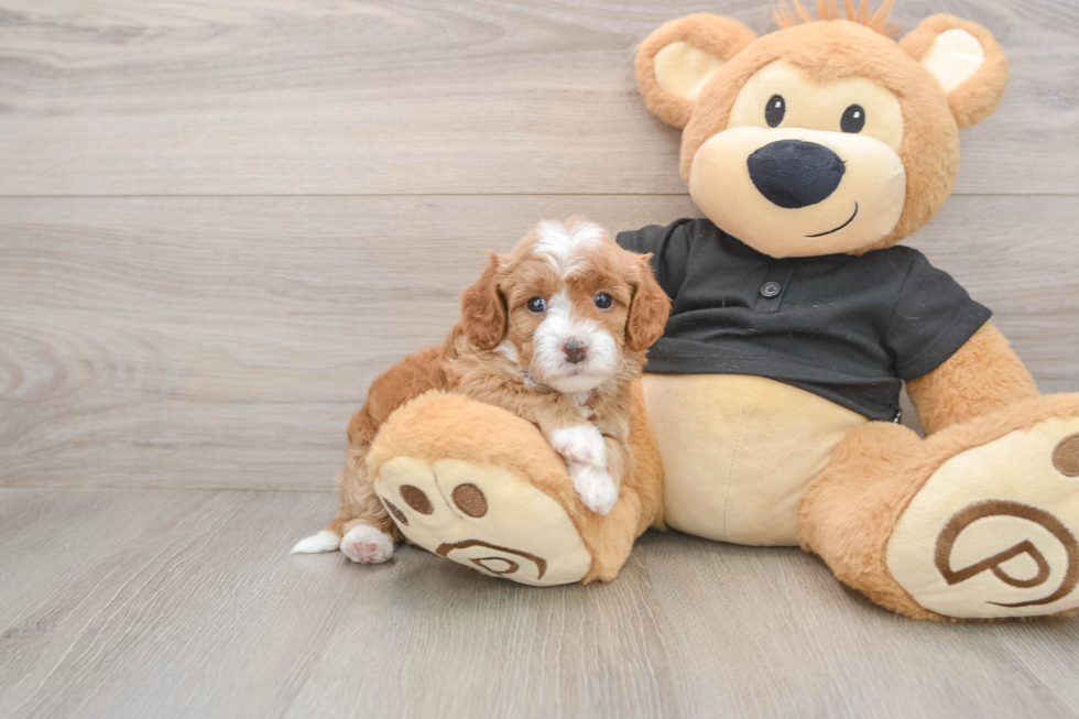 Funny Cavapoo Poodle Mix Pup