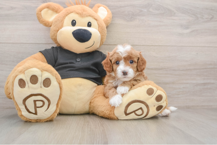 Cavapoo Puppy for Adoption
