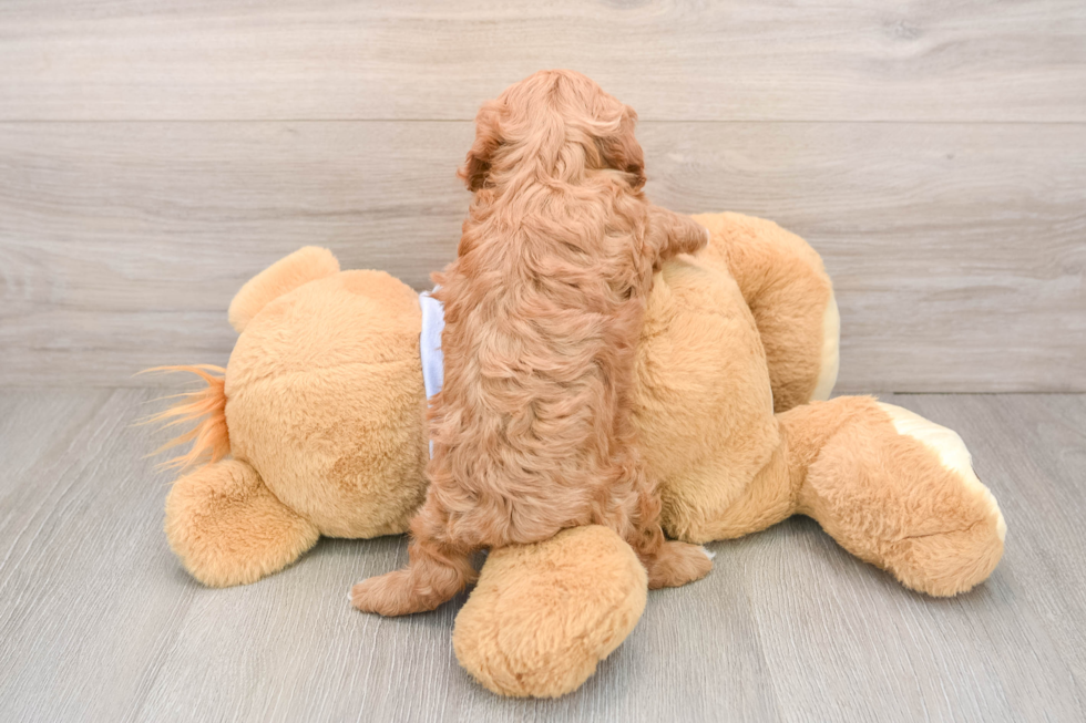 Cavapoo Pup Being Cute