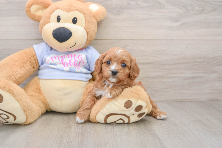 Cavapoo Puppy for Adoption