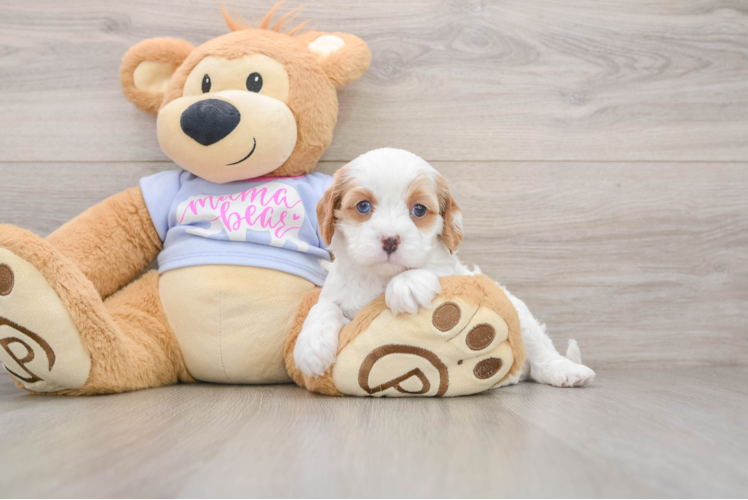 Little Cavipoo Poodle Mix Puppy