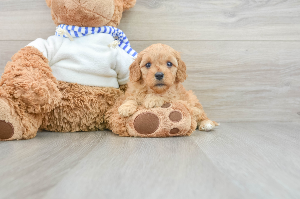 Hypoallergenic Cavadoodle Poodle Mix Puppy