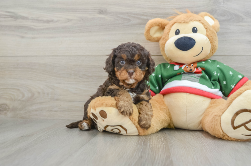 5 week old Cavapoo Puppy For Sale - Lone Star Pups