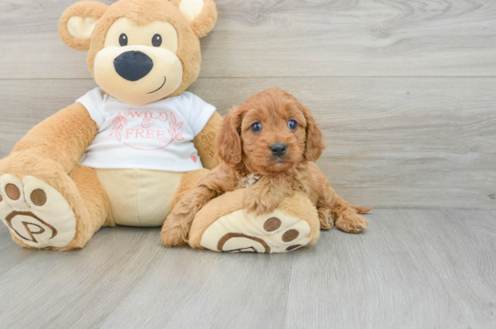 Cavapoo Pup Being Cute