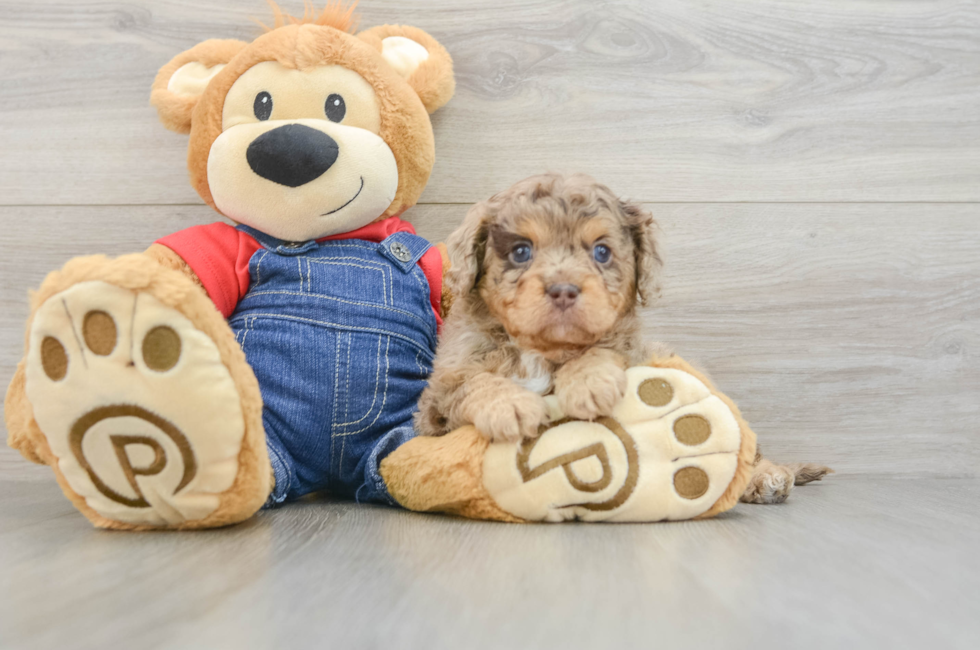 6 week old Cavapoo Puppy For Sale - Lone Star Pups