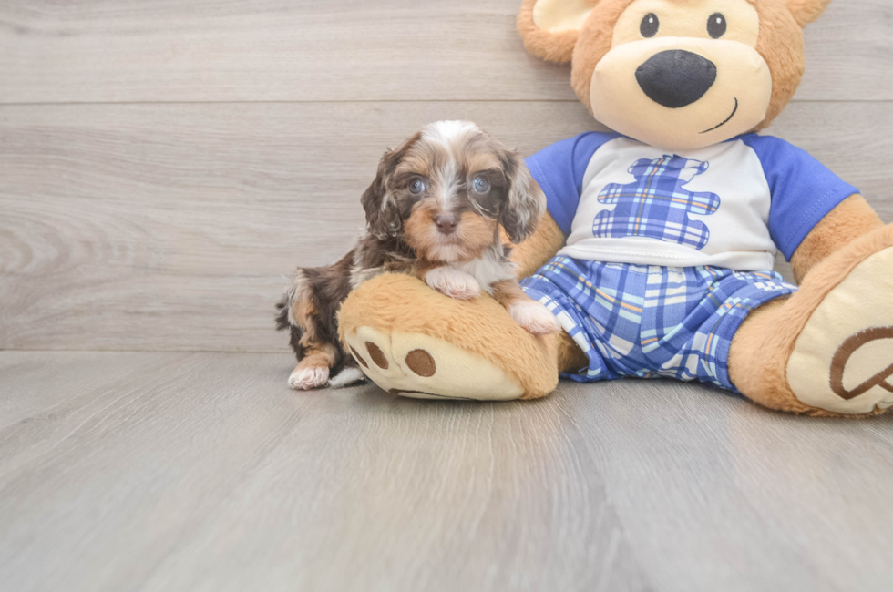 5 week old Cavapoo Puppy For Sale - Lone Star Pups