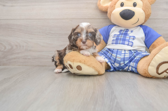 5 week old Cavapoo Puppy For Sale - Lone Star Pups Energetic Cavoodle Poodle Mix Puppy