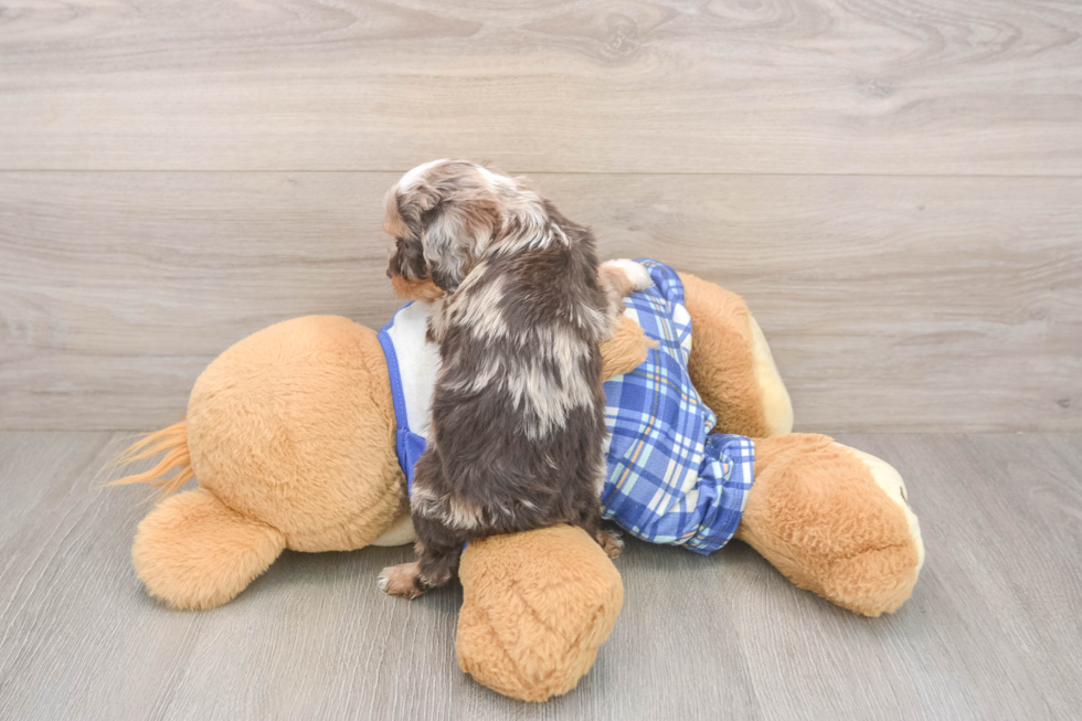 Cavapoo Puppy for Adoption