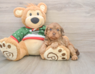 6 week old Cavapoo Puppy For Sale - Lone Star Pups