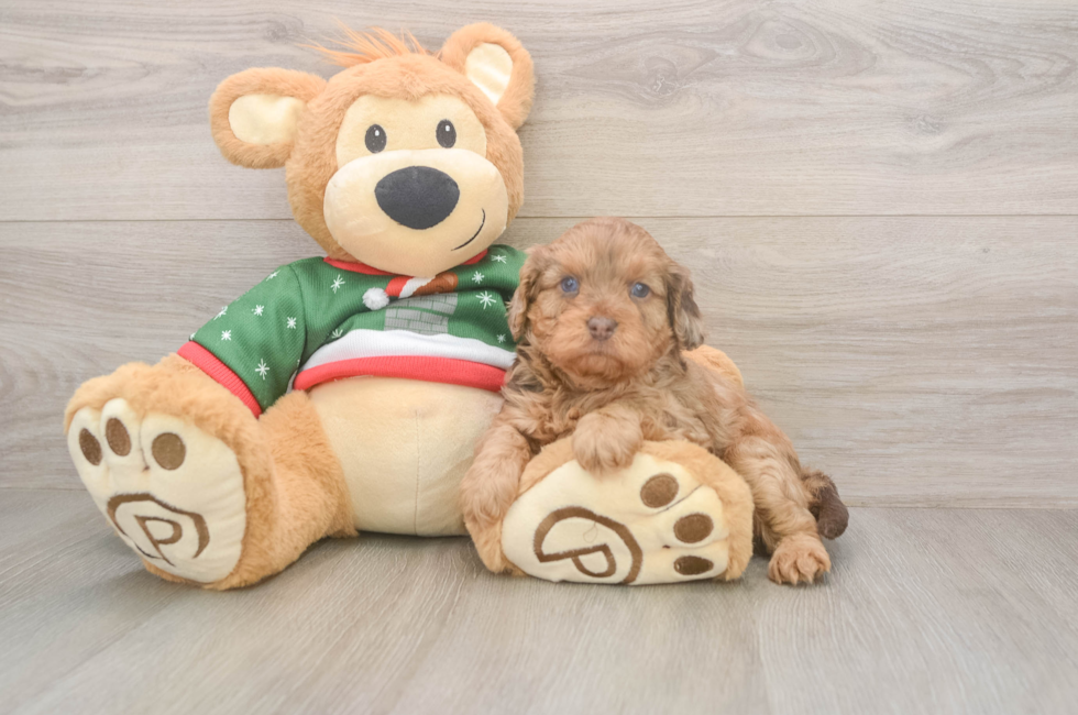 5 week old Cavapoo Puppy For Sale - Lone Star Pups